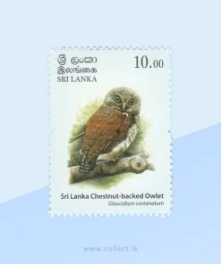 Chestnut-backed Owlet (Glaucidium castanotum) Stamp