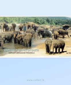 Orphaned Giants on Earth, Pinnawala Sri Lanka SS