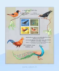 Tropical Birds of Ceylon